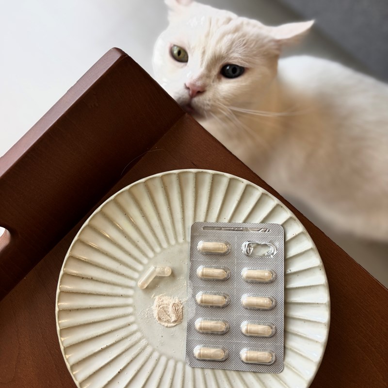 試用